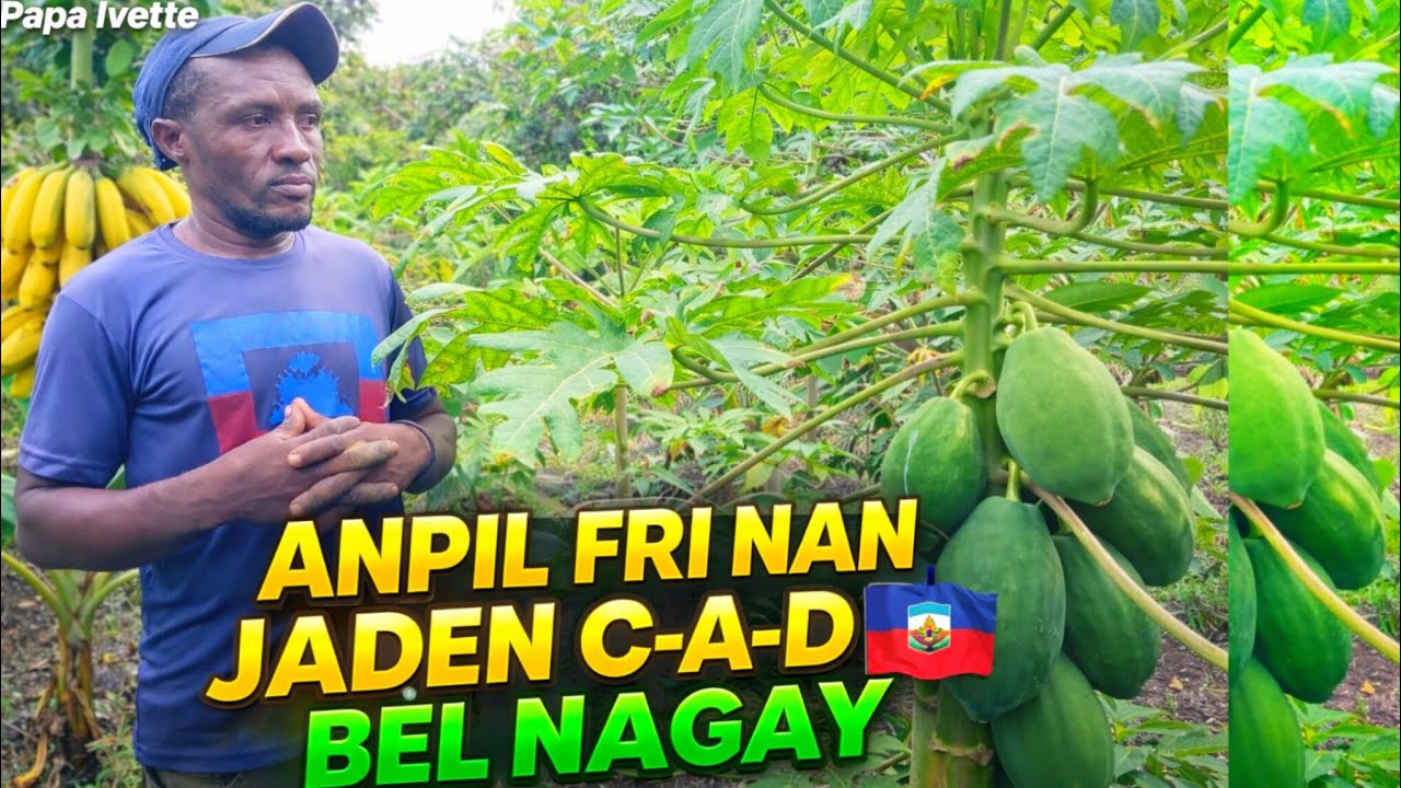 Fash!!! ANMWEY🙆‍♀️‼️MEZANMI BÈL KONBA NAN JADEN CAD🇭🇹 GADE ANPIL MANJE KI DEJA BON BONNE NOUVÈL