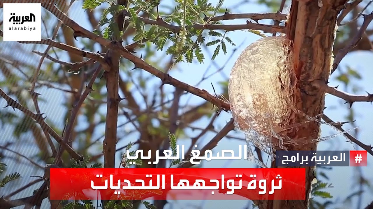 لماذا السودان ما زال عاجزا عن تطوير صناعة الصمغ العربي وإنتاجه،رغم الإمكانات الطبيعية والبشرية؟