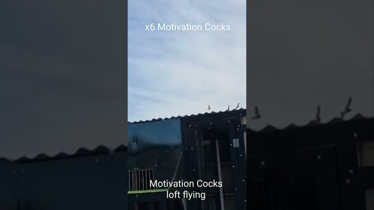 Motivation Cock Birds Loft Flying