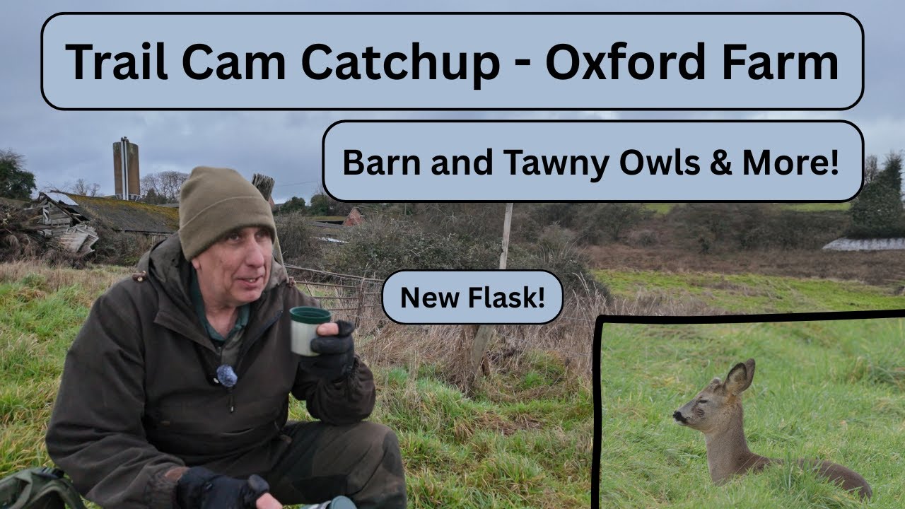 Trail Cam Catch  Up -  Barn and Tawny Owl, Buzzard, Kestrel and Roe Deer!