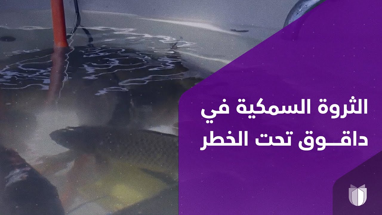 انخفاض مناسيب الأنهر والبحيرات في كركوك يهدد أسماك داقوق
