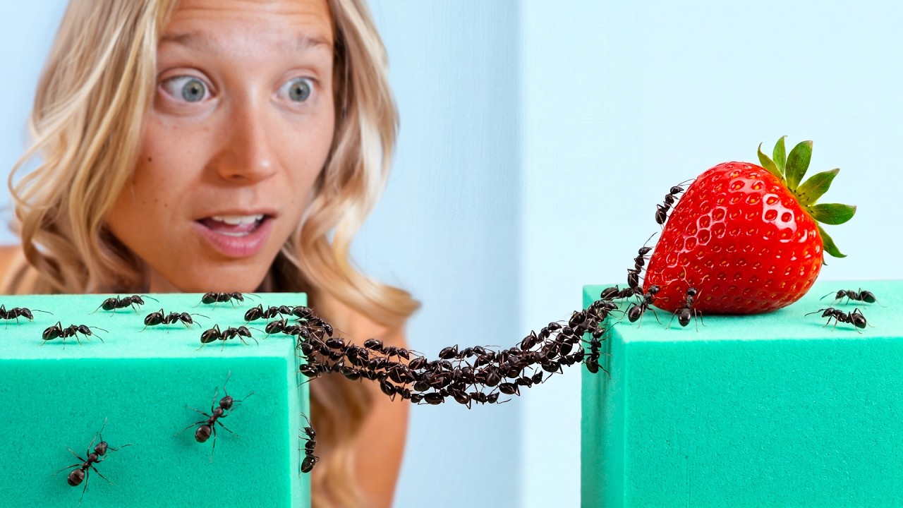 1,000 Ants vs. Obstacles!