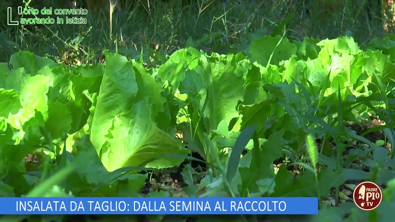 INSALATA DA TAGLIO,DALLA SEMINA AL RACCOLTO (L'orto del Convento 24 Agosto 2024)