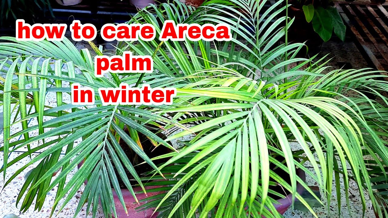 how to care Areca palm in winter/sumbul's garden