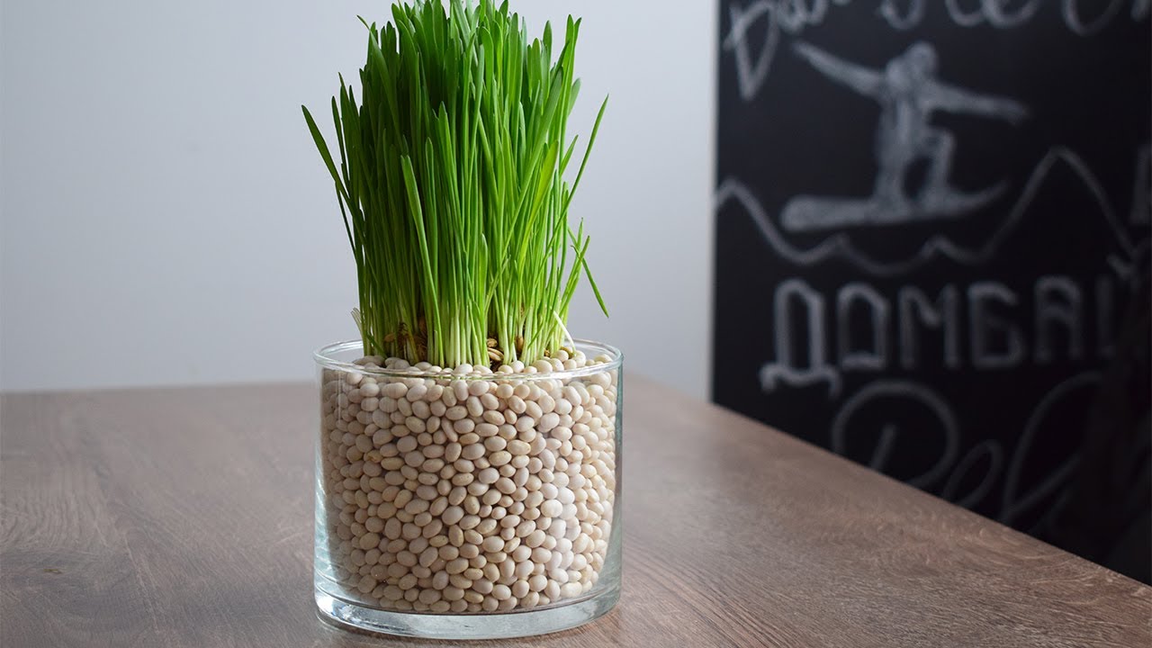 DIY ideas: Летний декор. Озеленение квартиры.