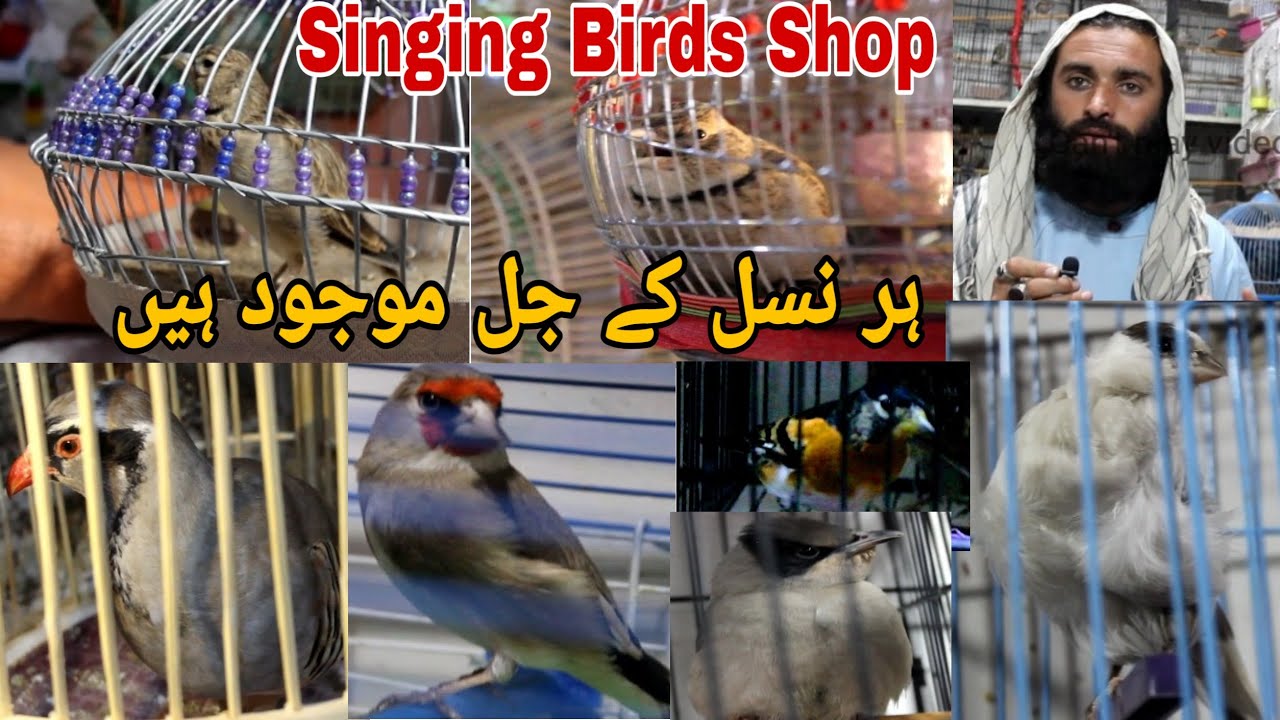 Irani Mashadi Jal, All Variety Jal Larks, Canary, Saira, Chakor And All Singing Birds Shop Karachi .