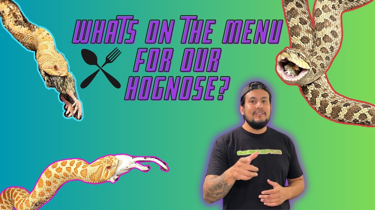 Exploring a Diverse Menu: Feeding Tips for Western Hognose Snakes!