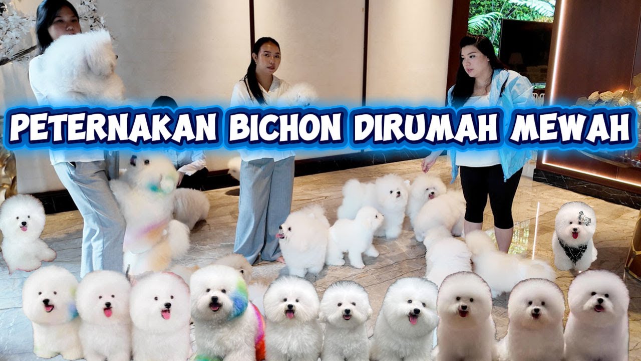 Peternakan Anjing Bichon Di Rumah Mewah