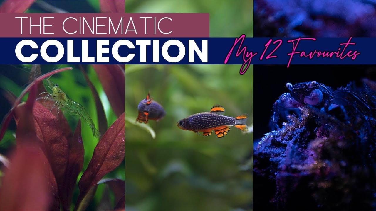 4K AQUARIUM CINEMATIC - ALL MY FAVOURITE AQUARIUMS.