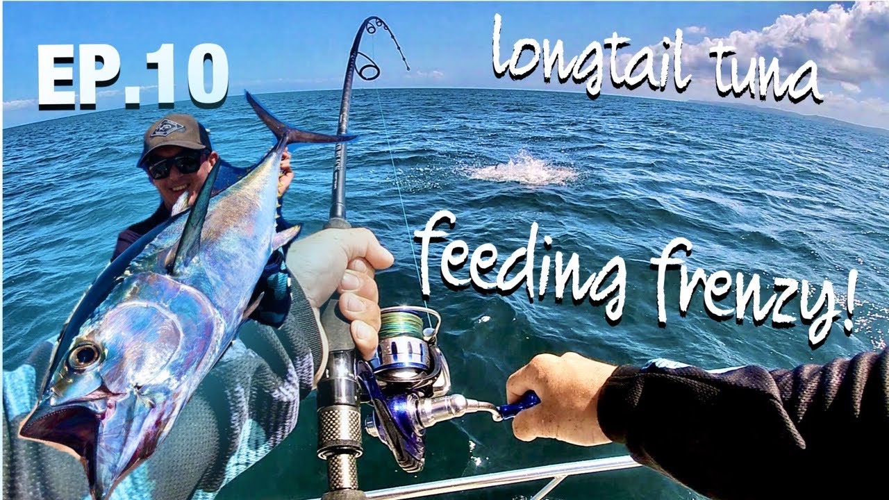 LONGTAIL TUNA FEEDING FRENZY!