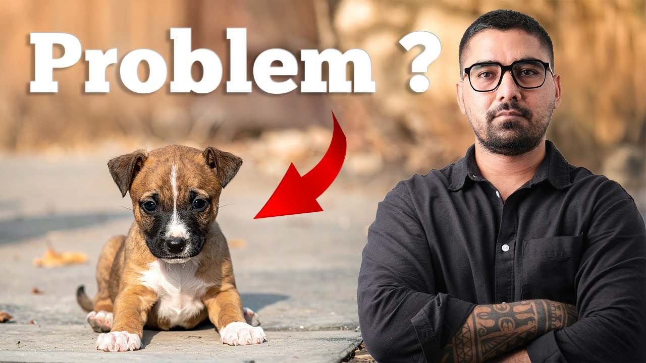 Stray Dogs in India: Problem, Passion, and Solutions | Dog Behaviorist Insights