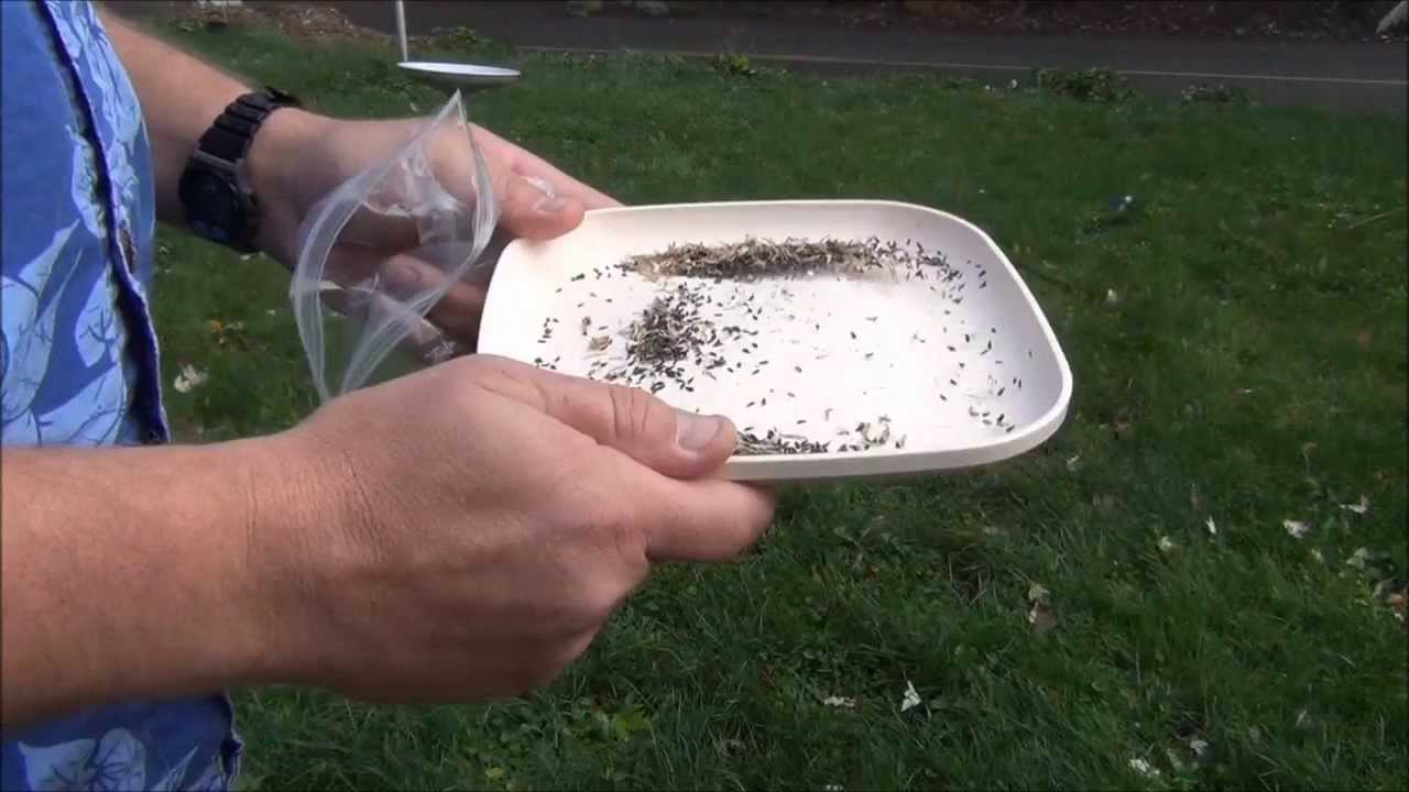 How to Save Lettuce Seeds - L2Survive with Thatnub