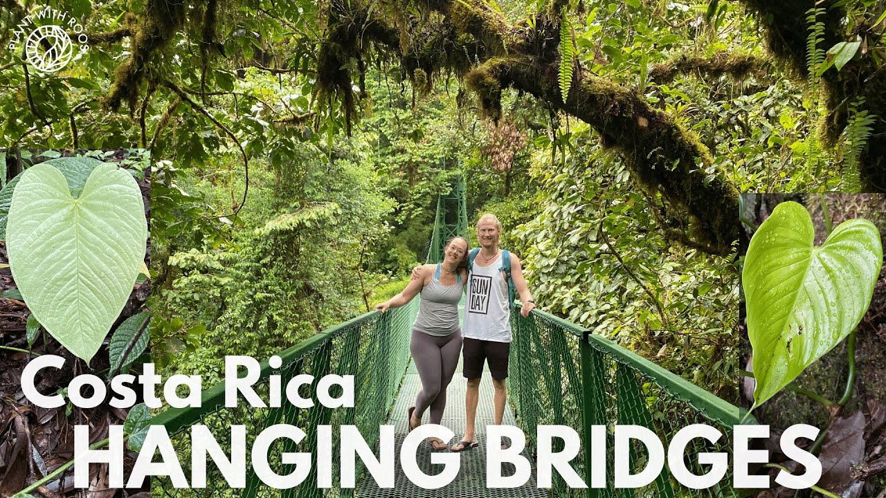 Jungle tour - hanging bridges give the best view! Cloud Forest of Costa Rica | Plant with Roos