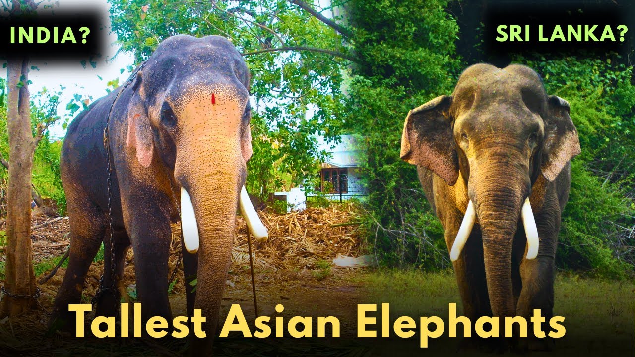 Tallest Asian Elephants