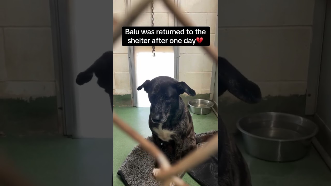 Huntley, IL. She thought she found her forever… but after just one day, she was returned. 💔