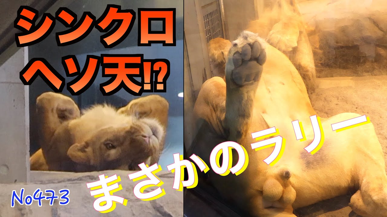 No473 ヘソ天で通じ合う？イトとパーチェ、まさかの“ヘソ天返し”連発　円山動物園　#lion #オリトファミリー　#zoo