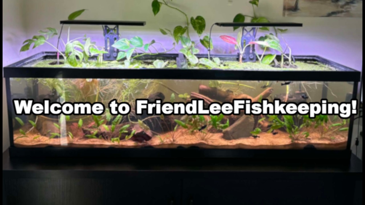 Welcome to Friendly Fishkeeping!