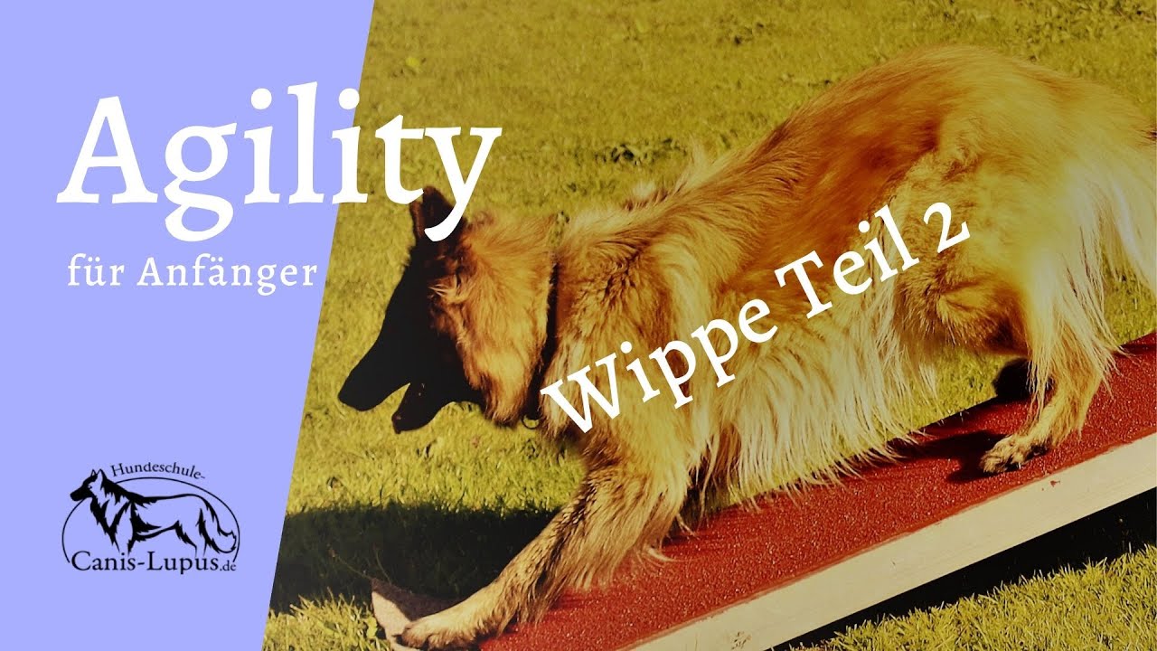 Agility Geräteaufbau 