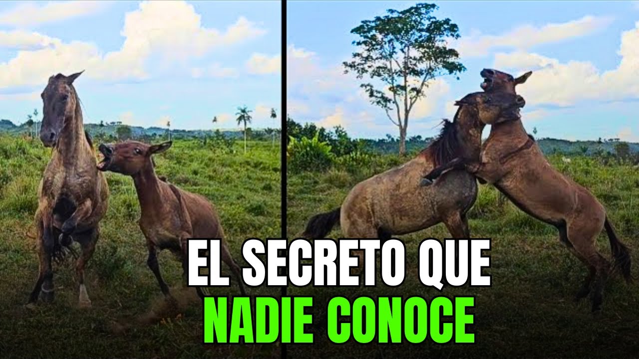Las mulas no son lo que piensas: 7 mitos que te sorprenderán