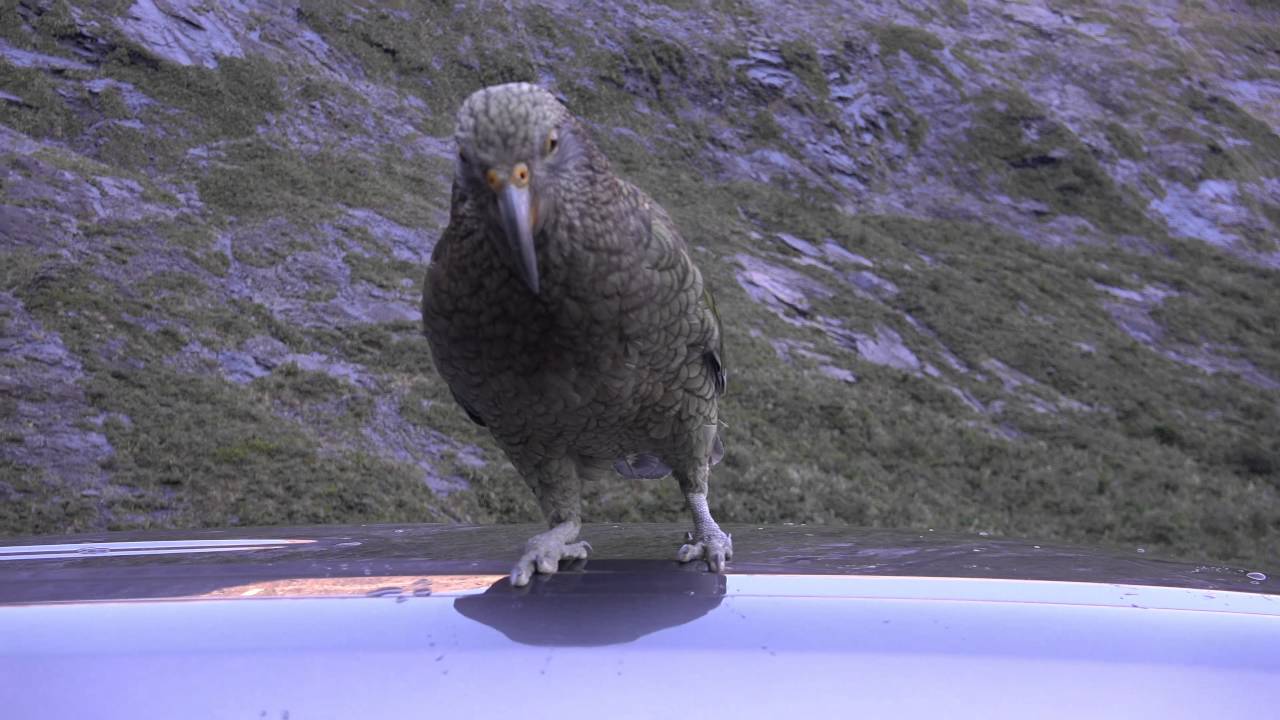 Kea Encounter Milford Sound Road, New Zealand