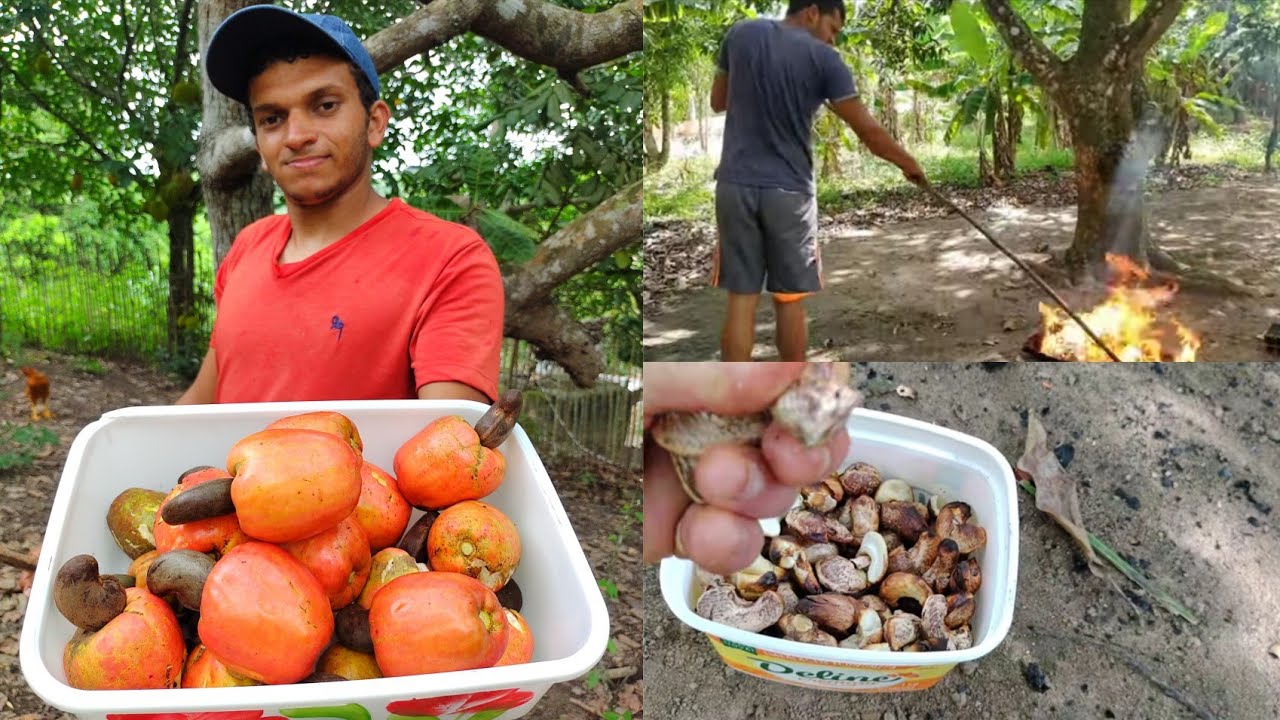 tirando caju para fazer doce + assando castanha de caju