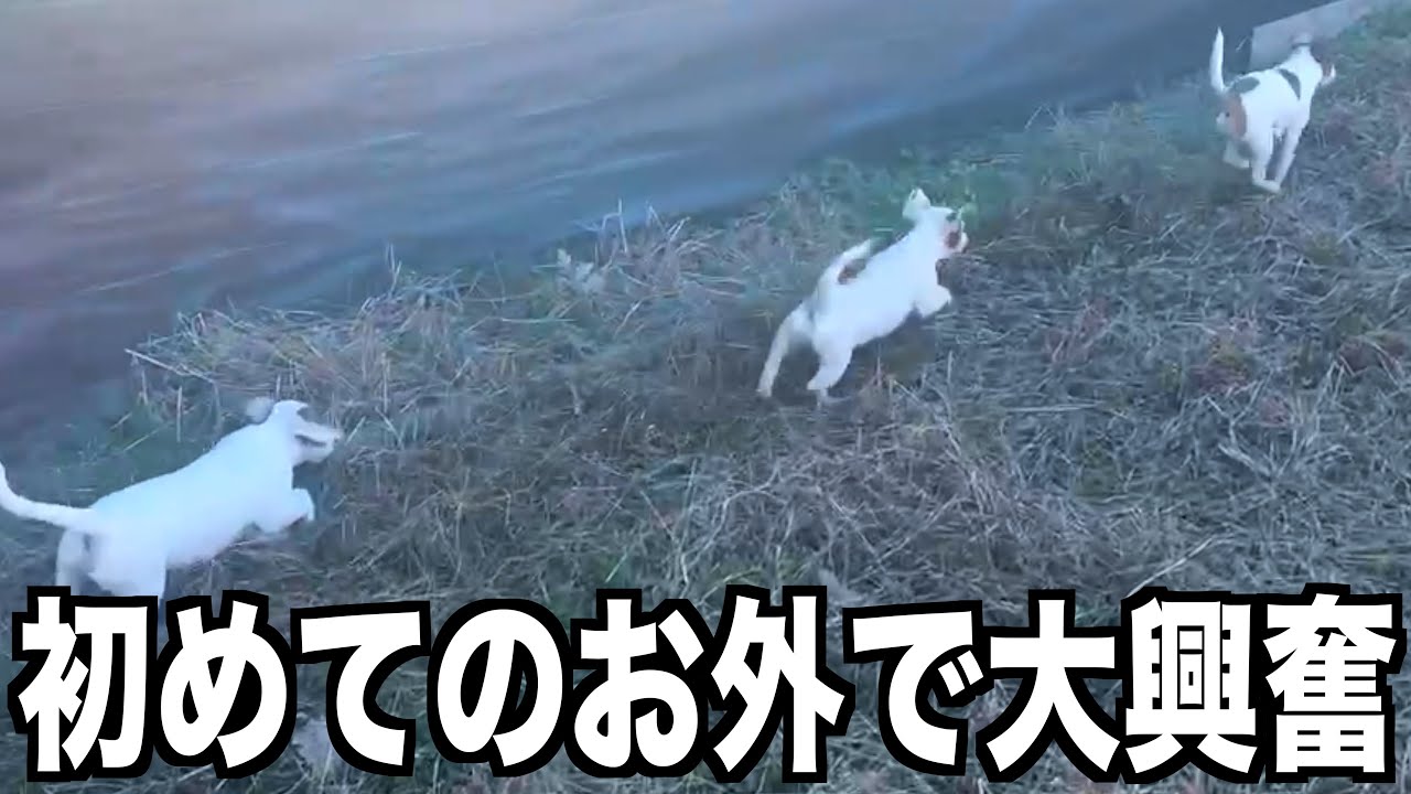 【ジャックラッセルテリア】初めてのお外で大興奮な子犬ちゃん達【にくきゅう】