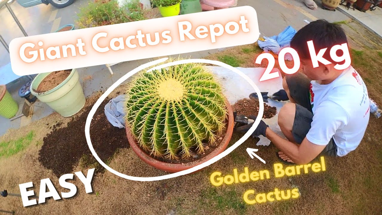 How To Repot Giant Cactus | Golden Barrel Cactus | Beginner Easy Gardening