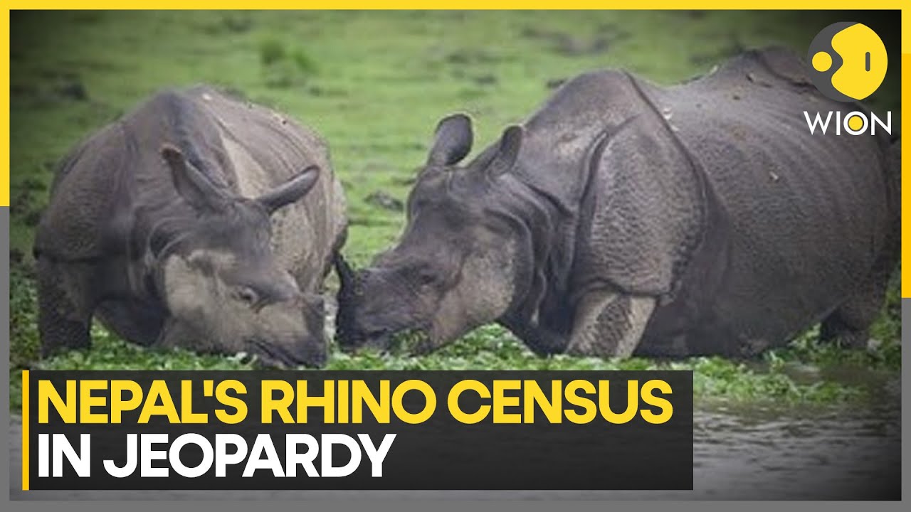 Nepal&rsquo;s Rhino Census at Risk as USAID Funding Suspended | WION World News