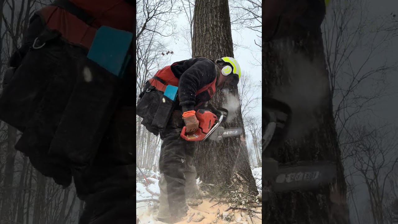 Срубил красивый красный дуб, вот за что я благодарен!