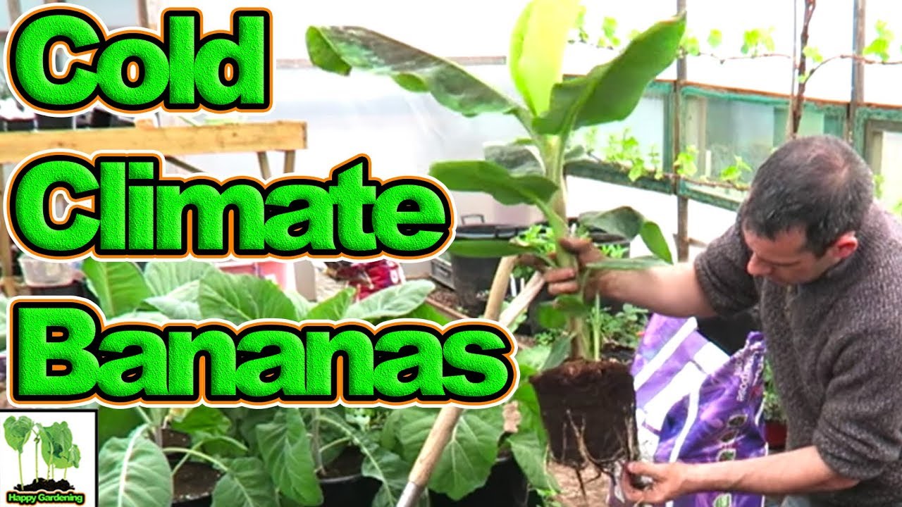 Trying To Get A Banana To Fruit In Cold Climates