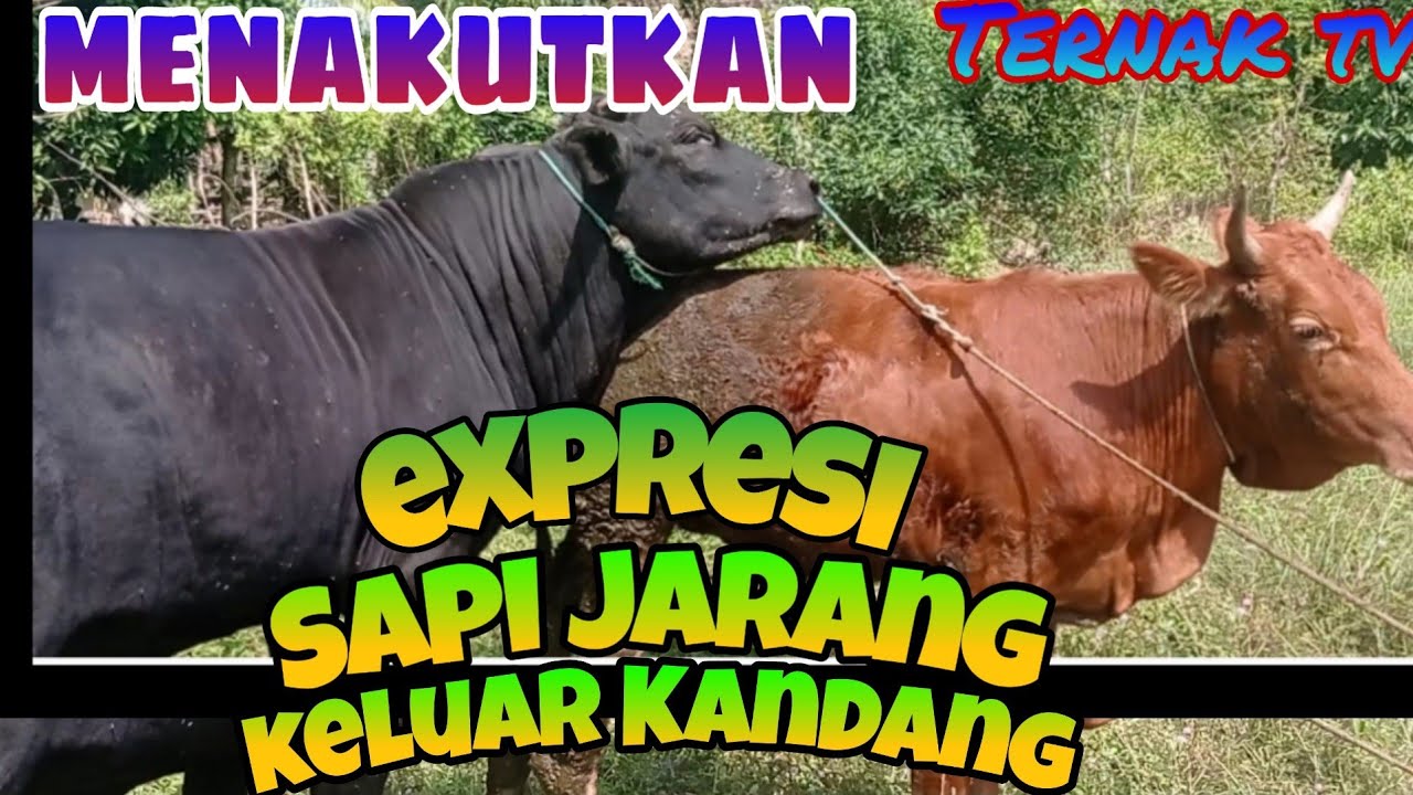 waspada,,!!  Expresi sapi Jarang keluar kandang..  Tetap jaga Jarak