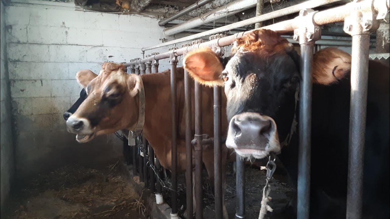 Looking at Cows in our Tie Stall Barn
