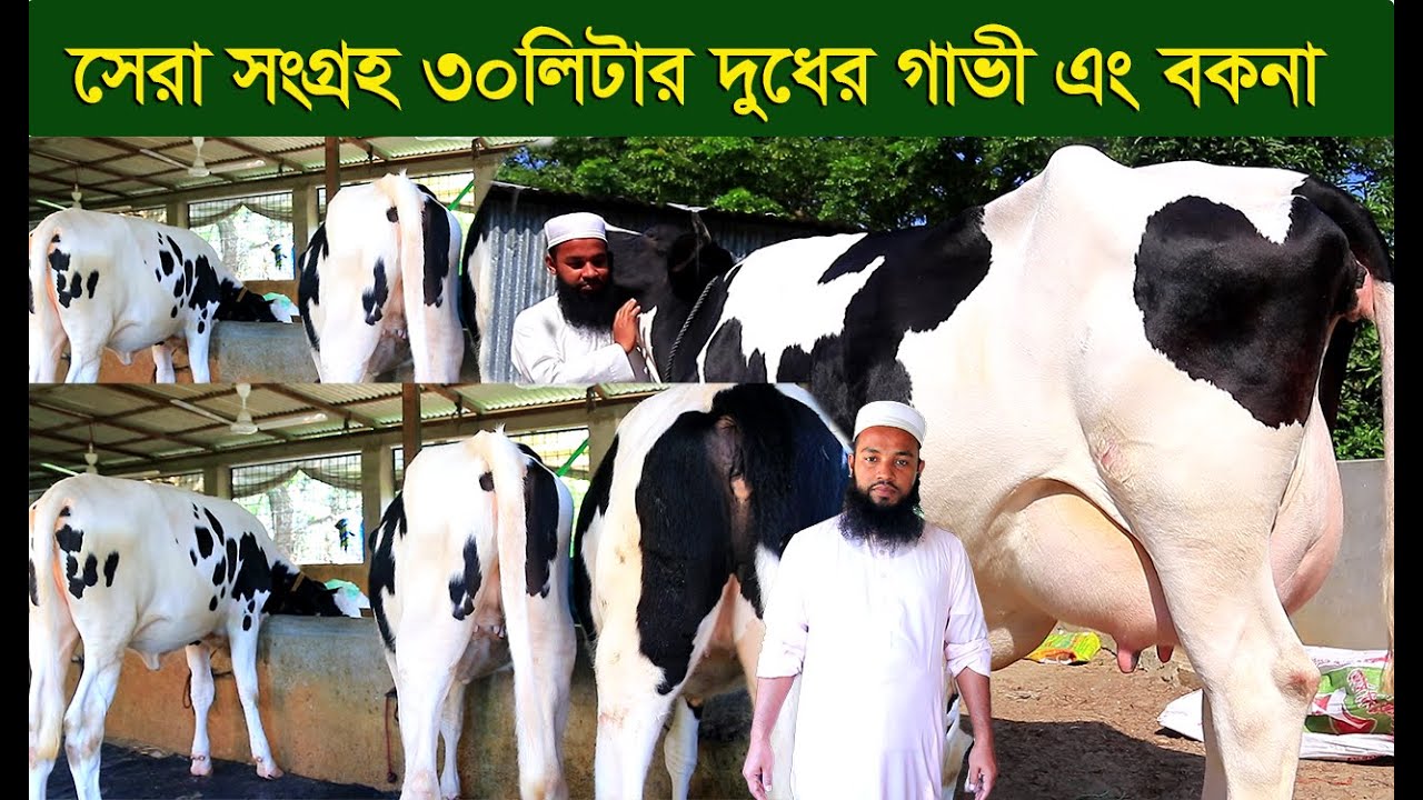 30প্লাস দুধের সেরা মানের গাভী বকনা নিতে পারেন কুমিল্লা থেকে dairy farm