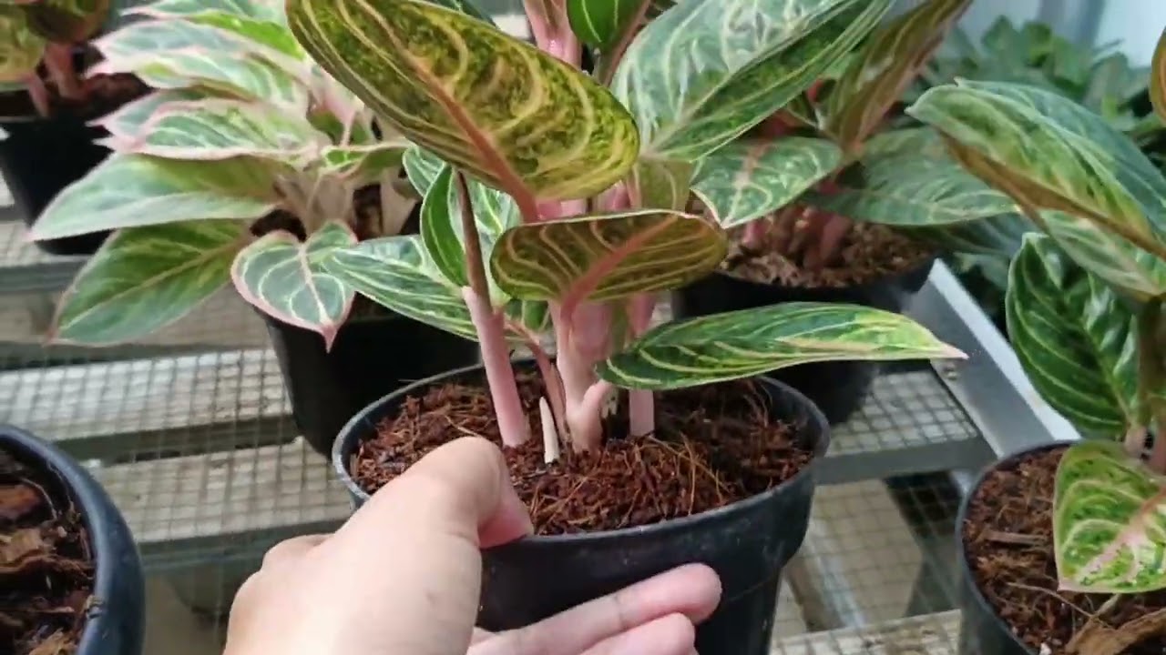 Aglonema Rinjani Rumpunan Ready Banyak Dan Murah
