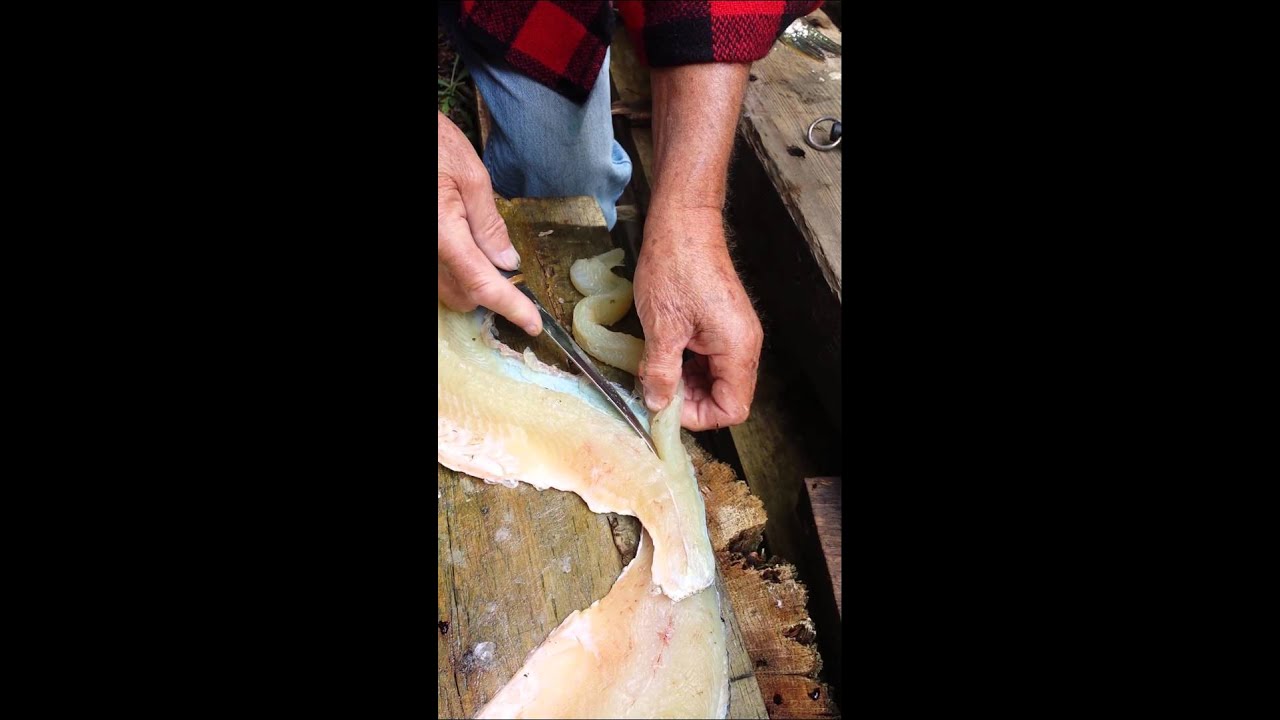 How to debone a fish, pike.  (Csuka hal kicsontozasa)