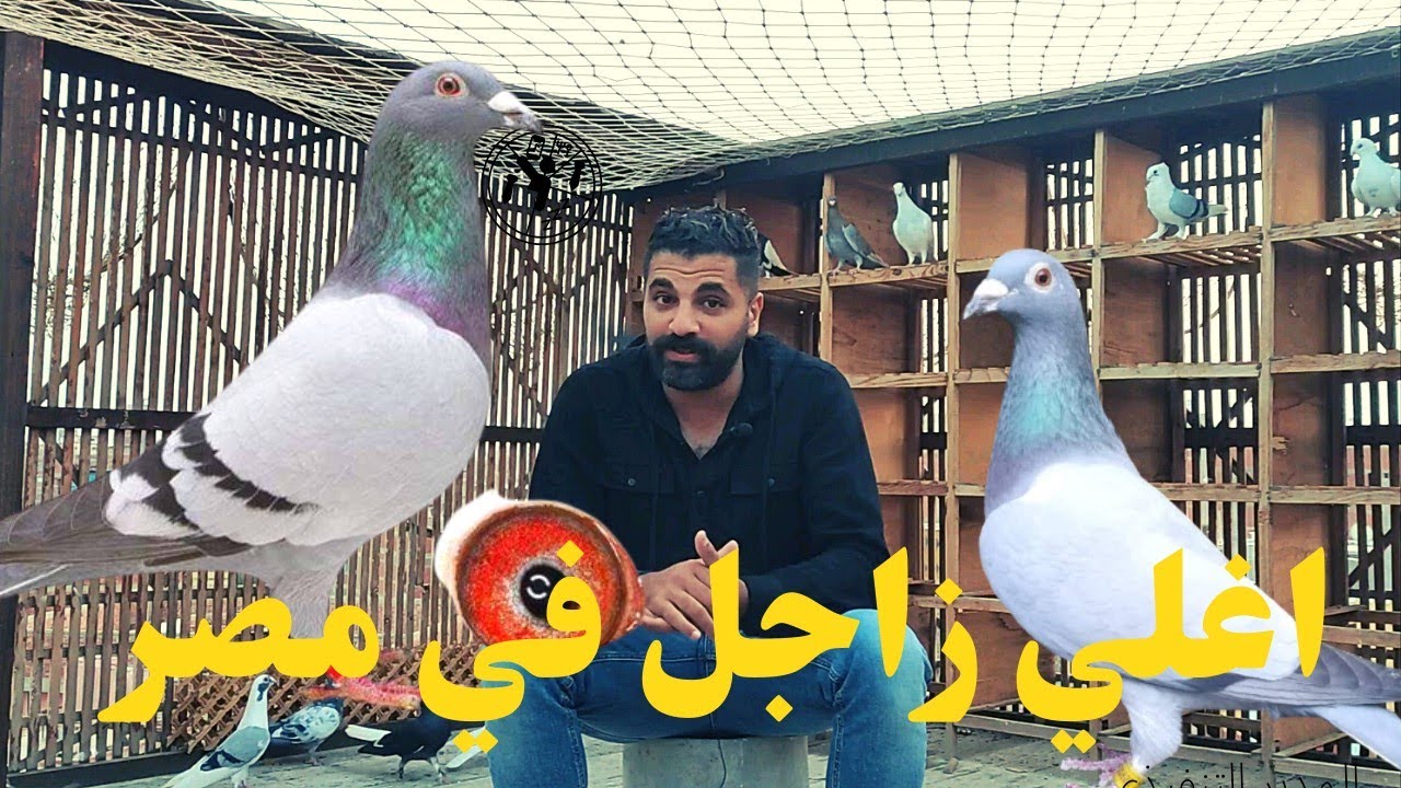 اغلي حمام زاجل موجود في مصر مزاد الحمام شوف سعره وصل بكام