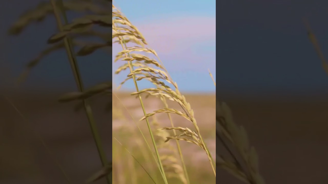 Осенняя #ballad #music #flute #песня #song #баллада