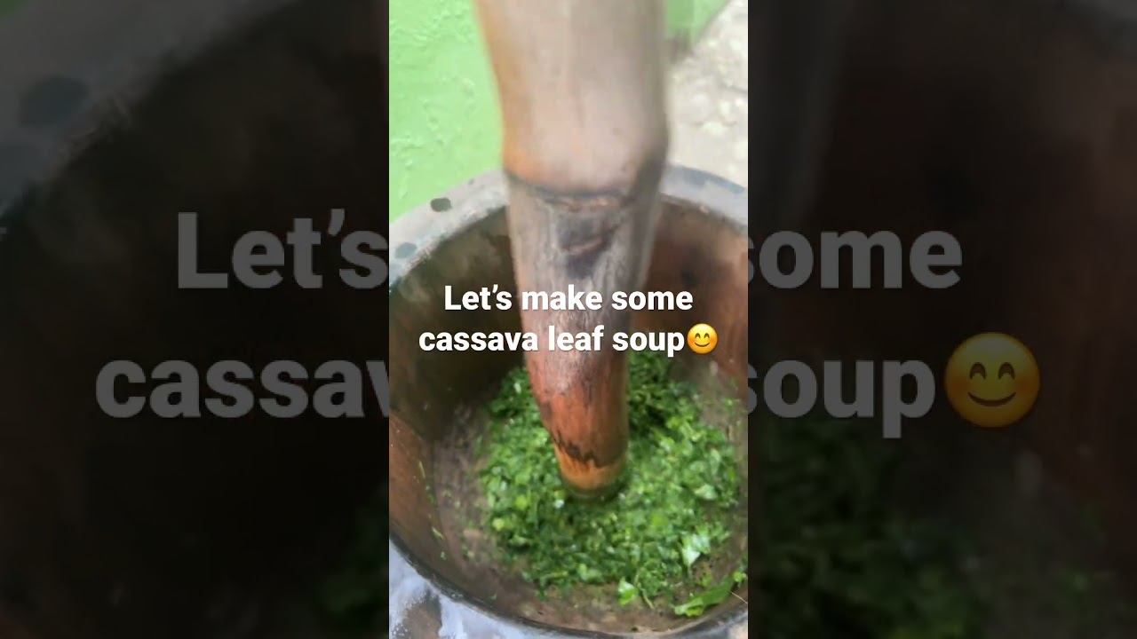 Fresh cassava leaf