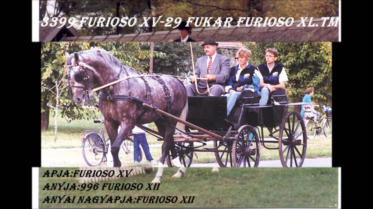Furioso-NorthStar mének Hódmezővásárhelyen 1980-tól