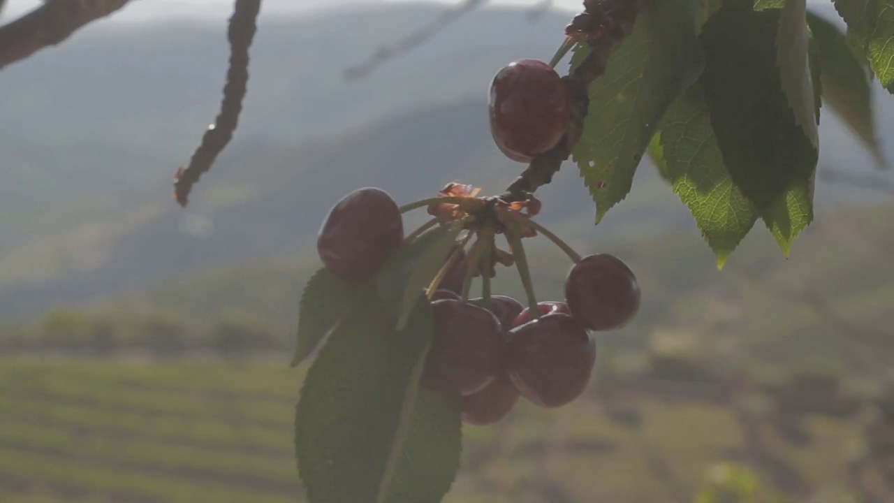 Compota de Cereja (Quinta dos &Aacute;lamos)