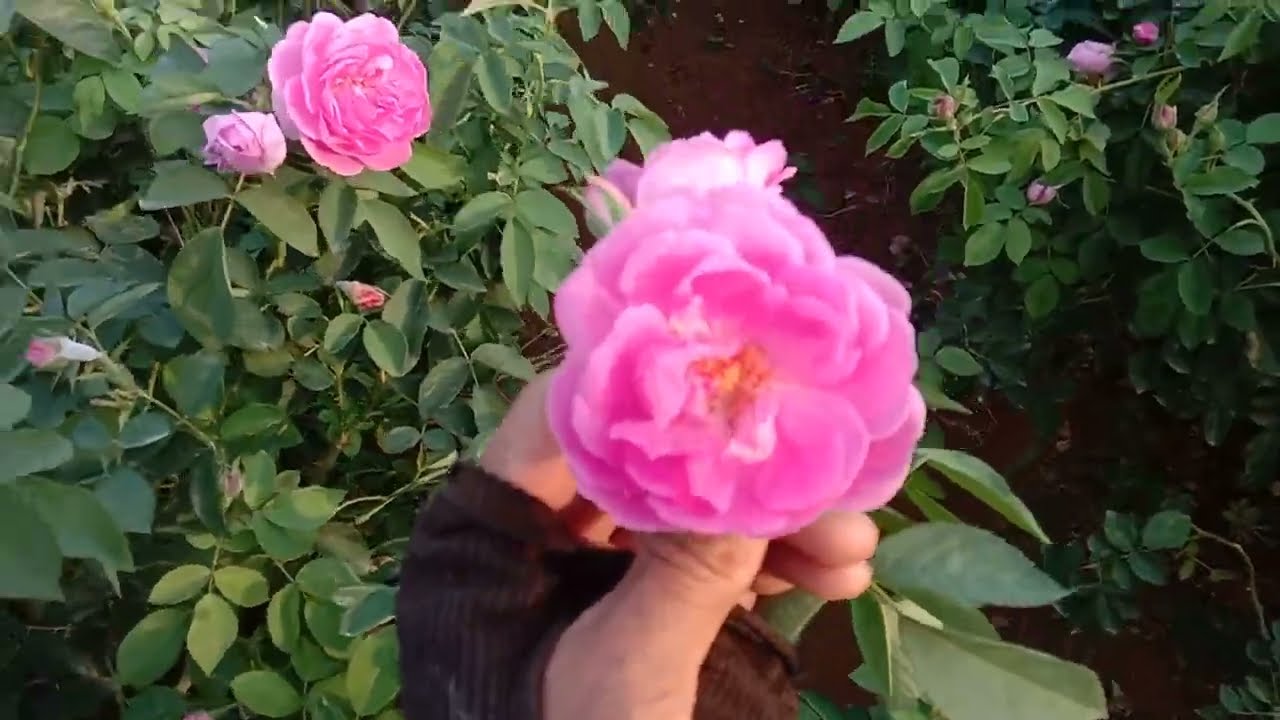 एक बीघा गुलाब की खेती से कमाइए लाखों रुपए |Pushkar famous gulab | Pink Rose