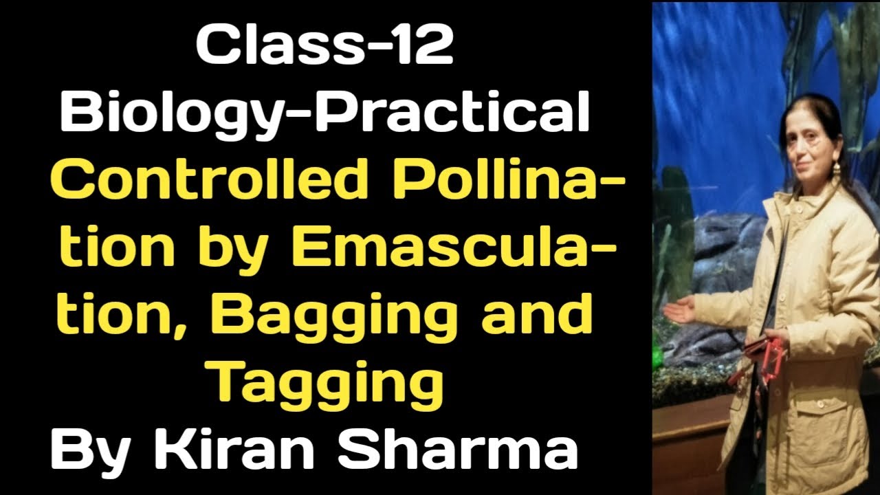 Biology Practical/Class 12 / To Perform Controlled Pollination by Emasculation, Bagging and Tagging