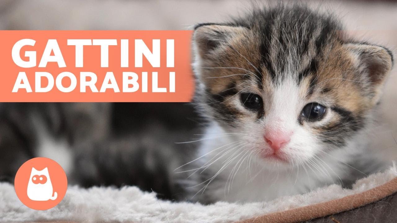 Video di GATTINI BEBÈ 😻 Carini e Divertenti!