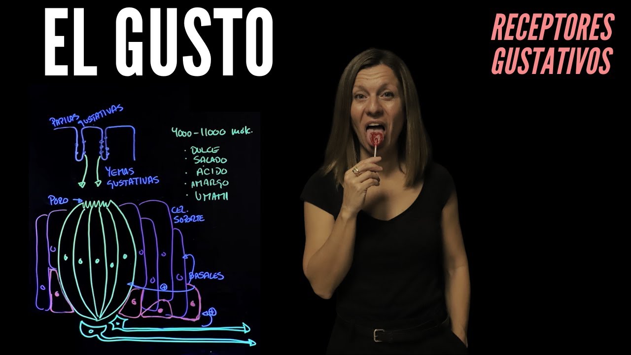 Fisiología del gusto: cómo percibimos todos los sabores