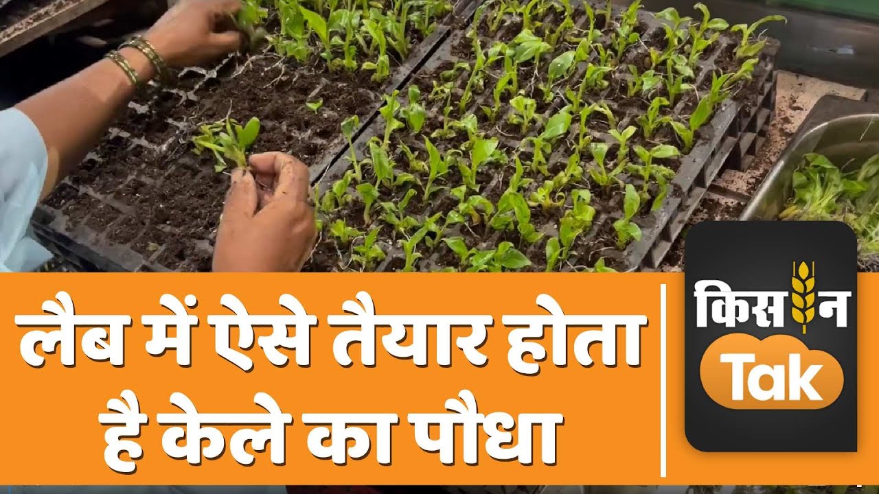 Banana Plant Lab: लैब में तैयार किया जाता है केले का पौधा, देखें पूरा प्रोसेस | Kisan Tak