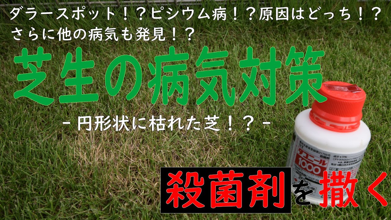芝生の病気対策ダラースポット！？ピシウム病！？原因はどっち！？さらに他の病気も発見！？殺菌剤を撒く！！