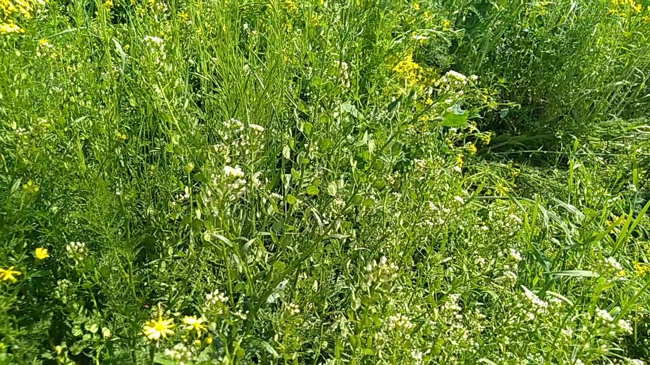 Ярутка полевая - Thlaspi arvense.