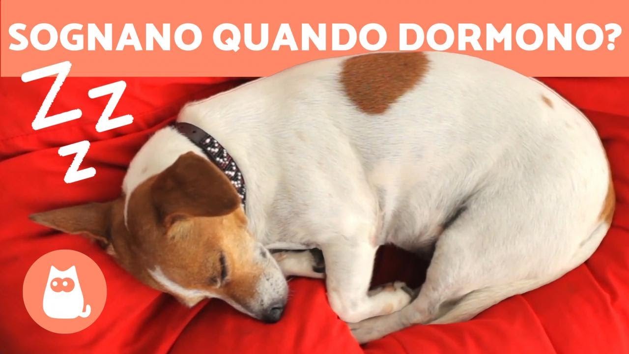 I CANI SOGNANO? 🐶💤 Scoprilo!