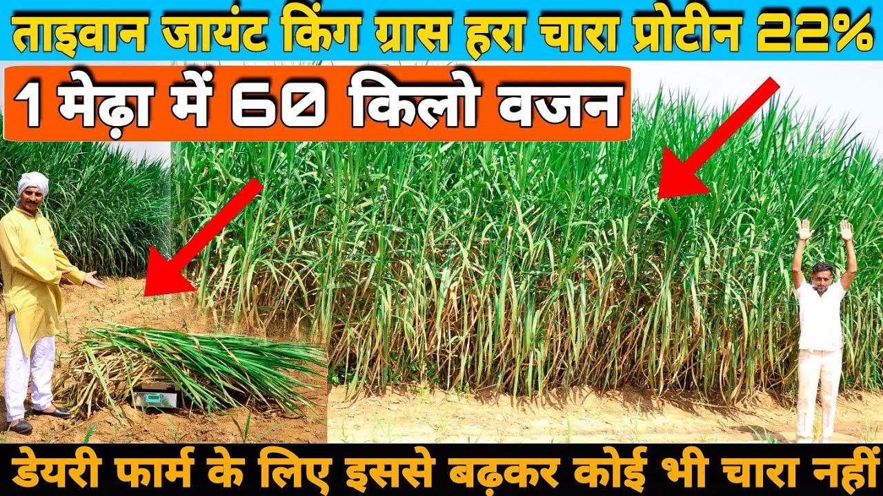 भारत में NO.1 हरा चारा Giant King Grass For Dairy Farm 8 साल लगातार चलने वाला हरा चारा Green fodder