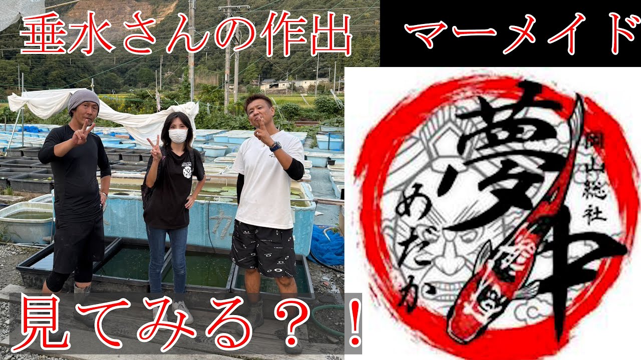 坂上社長に垂水さん作出【マーメイド】見してもらいました！夢中めだか